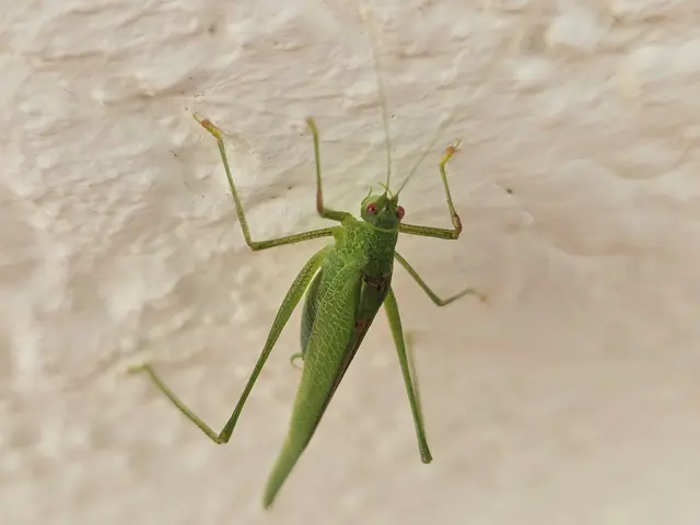 Man findet sie dieses Jahr überall, auch an der Hauswand.  | Foto: Heidrun Rosenberger 