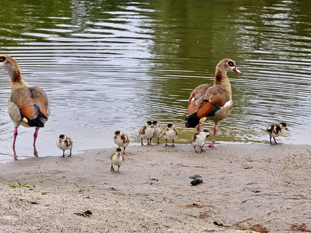 Im Neckarbogen gibt es doch tatsächlich nochmal Nachwuchs bei den Nilgänsen, acht kleine Flauschies.
Hoffentlich kommen sie durch. | Foto: Heidrun Rosenberger 