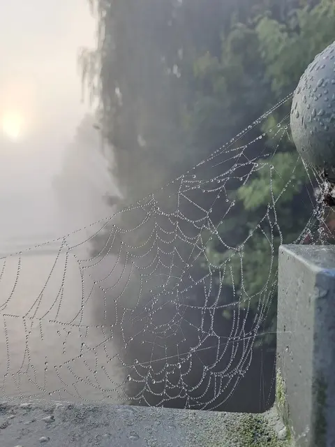 Spinnennetz | Foto: Sarah Peters 