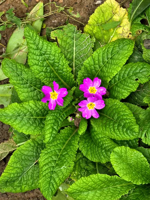 Blütezeit normal zwischen Februar und Mai.  | Foto: Heidrun Rosenberger 