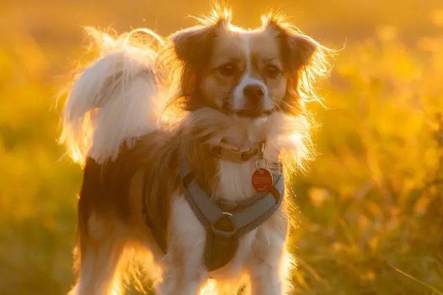 happy pet | Foto: H. Rosenberger 