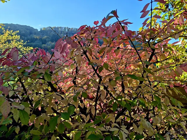 es leuchtet🍂🍂🍂🍂 | Foto: Ralf Röser