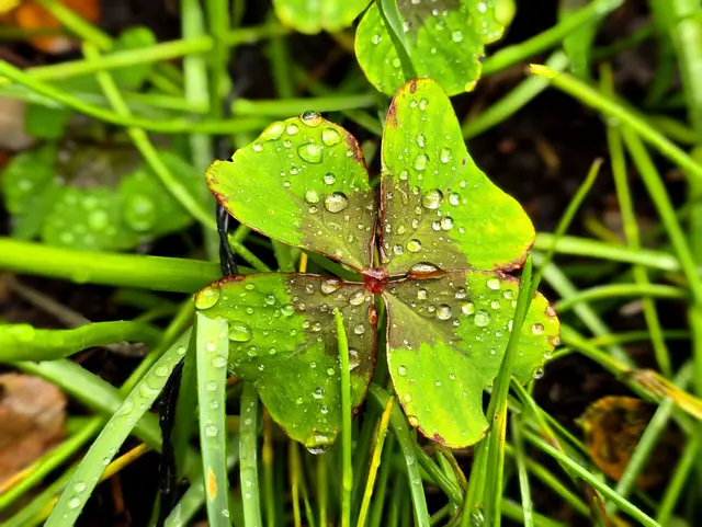 Foto: Heidrun Rosenberger 