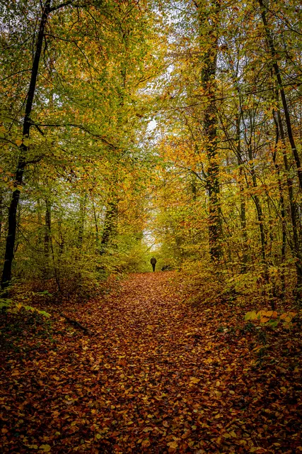 Waldtour | Foto: eigenes Foto von GT