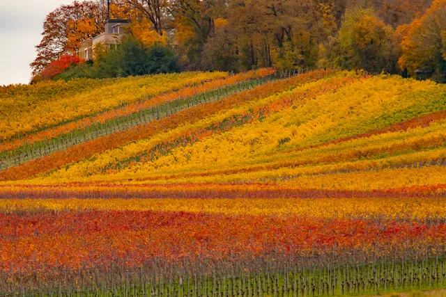 rot gelb grün | Foto: H. Rosenberger