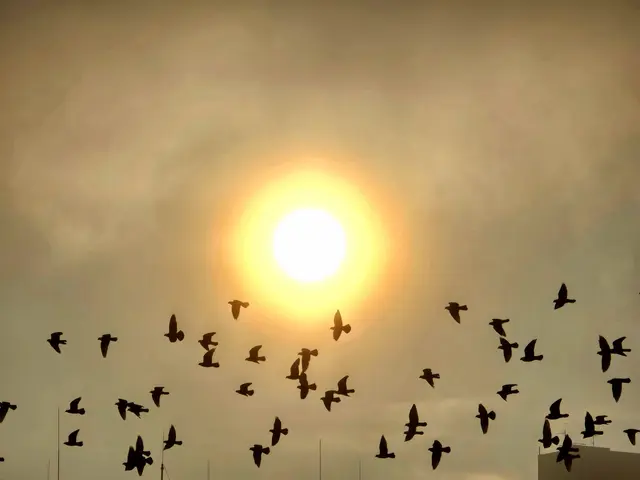 6.11.2025, 8.46 Uhr, dicke Nebelschwaden ziehen in die Heilbronner Innenstadt und vor die Sonne. | Foto: Heidrun Rosenberger 