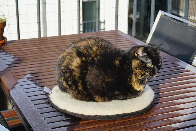 Mit einem Schafwollkissen unterm Bauch und der Sonne auf dem Pelz, lässt es sich auch bei Minusgraden gut draußen aushalten 😺. | Foto: Martina Wolf 