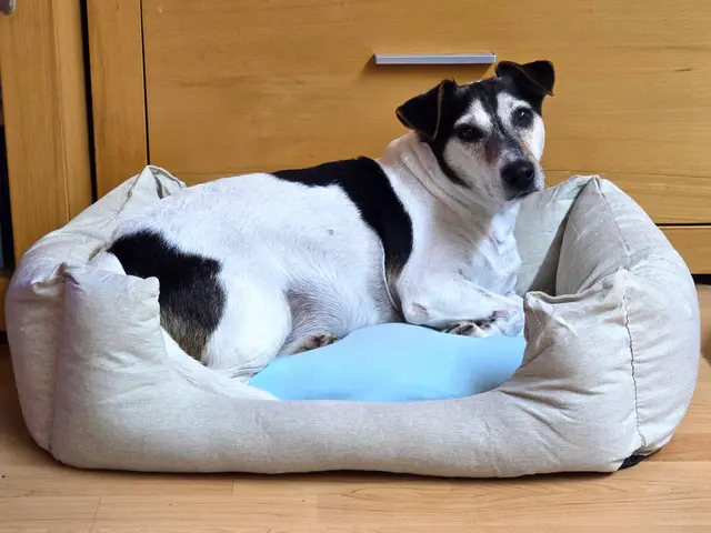 Ein neues Bettle bekommen  | Foto: Heidrun Rosenberger 