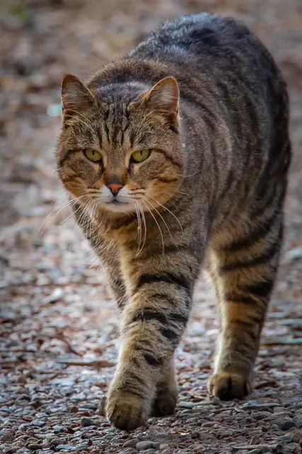 Cat‘s | Foto: H. Rosenberger 