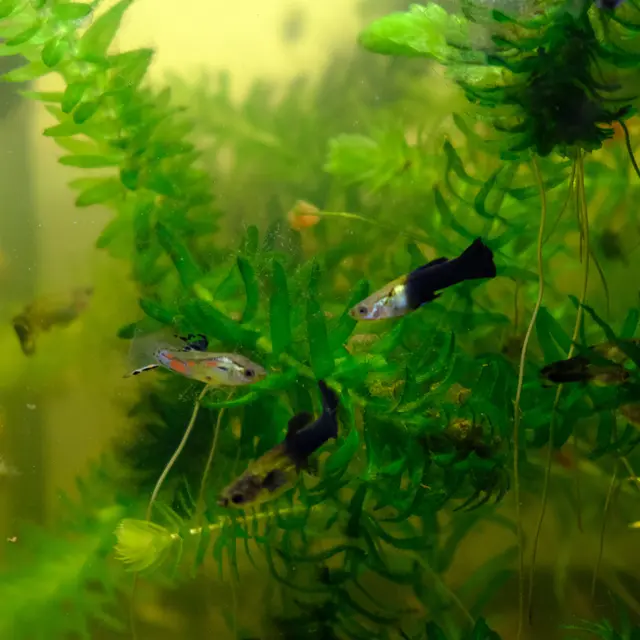 Guppys  | Foto: Eduard Warenik 
