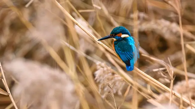 Foto: Guenter Paulik