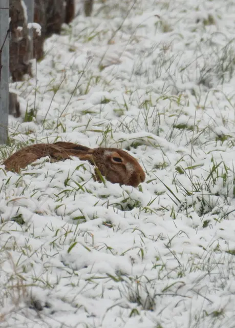 Der Heilige-Drei-Könige-Hase hat's hoffentlich warm, so wie er sich zwischen den Reben im Schnee fast eingegraben hat. | Foto: Helga El-Kothany 