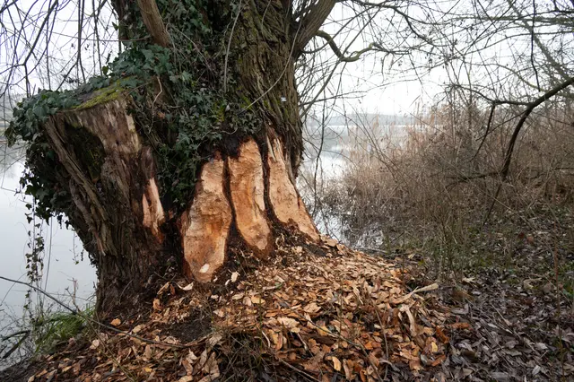 Bob der Baubiber hat zugeschlagen | Foto: G.Hölzel