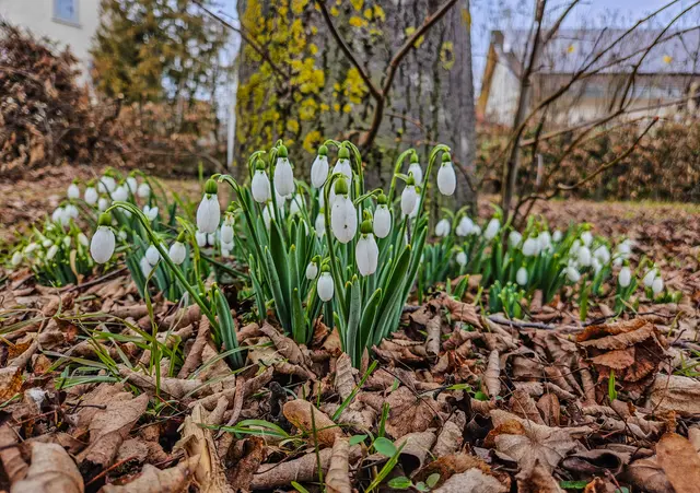 Der Frühling kommt! | Foto: Stephanie Rüdele 