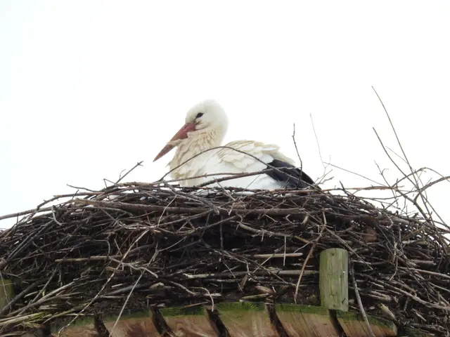 Welch eine Überraschung! Das Storchennest an der Ehmetsklinge ist wieder bewohnt. Aber bei diesem unwirtlichen Wetter! Hoffentlich kommt unser Adebar gut über die kalte Zeit und findet genügend Futter! | Foto: Helga El-Kothany 