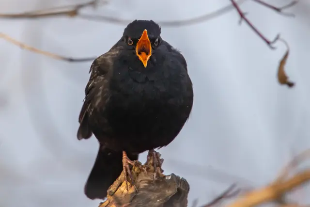 Amsel | Foto: H. Rosenberger