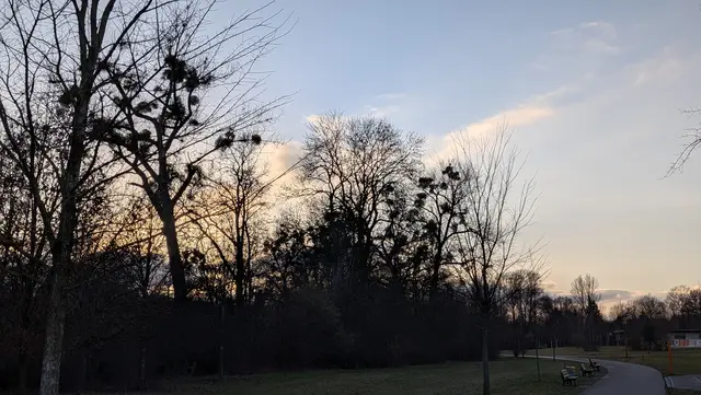 Das Bild des Monats Februar waren die wunderbare Mistelzweigbäumen und im Hintergrund der Abendrot. | Foto: Volker Wagner 