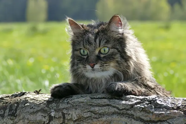 Das ist Kovu, mein kleiner Prinz. :) Er ist mein Lieblingsmodell und macht meistens sehr gut mit. :D | Foto: Selina Dugulin