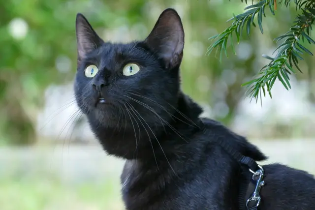 Freya ist meine kleine, ängstliche Maus. :D Draußen bekommt man selten gute Bilder von ihr hin, ohne panischen Blick. :D Aber an sich ist sie sehr neugierig. :D | Foto: Selina Dugulin