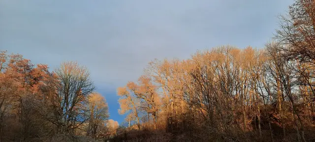 Irgendjemand hat da hinten im Wäldchen das Licht mit Hilfe von Solarstrom angeknipst. | Foto: Ingrid Wiedmaier 