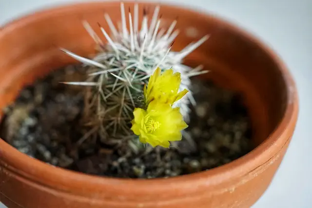Die ersten Kaktusblüten des Jahres 2026 🤩! | Foto: Martina Wolf 
