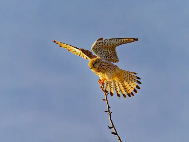 Turmfalkenweibchen auf der Jagd | Foto: Eigenes Bild TB
