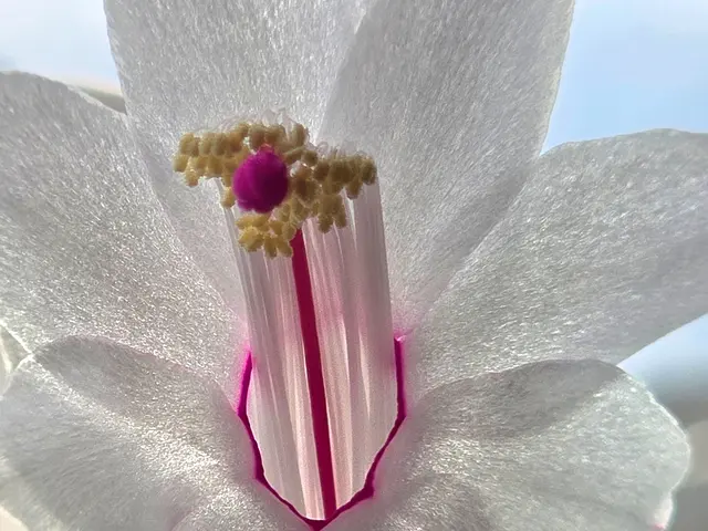 weisse Blüten, wundervoll!!!! | Foto: Heidrun Rosenberger 
