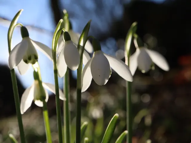 Schneeglöckchen beim Sonnenbaden | Foto: Ingrid Wiedmaier 