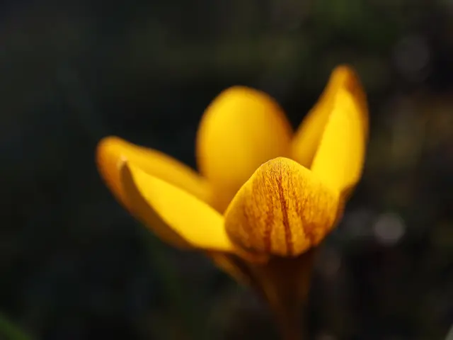 Krokusblüte | Foto: Ingrid Wiedmaier 
