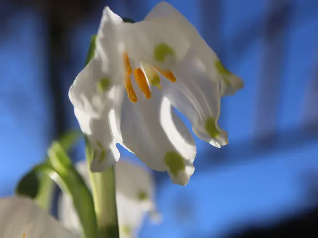 Märzenbecher | Foto: Ingrid Wiedmaier 