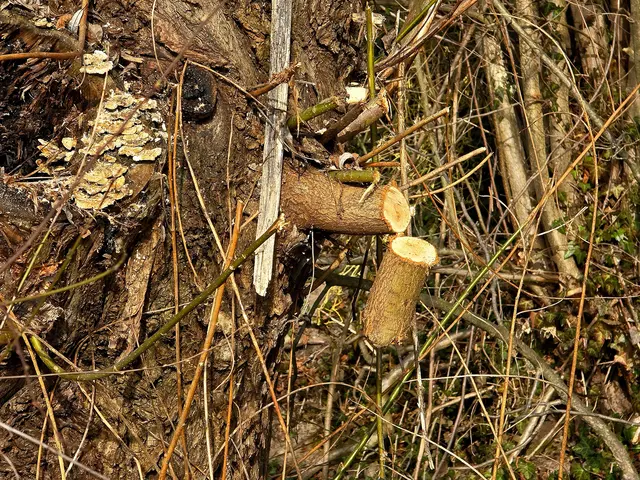 Foto: Heidrun Rosenberger 