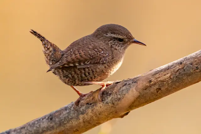 Zaunkönig | Foto: H. Rosenberger
