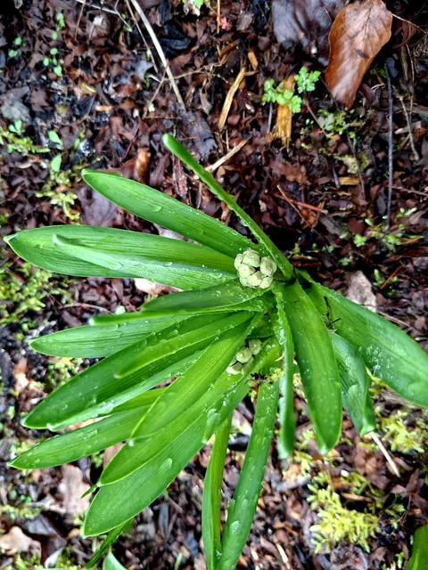 Guckguck | Foto: Ralf Röser