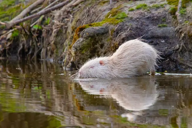 Albino Nutria  | Foto: H. Rosenberger 