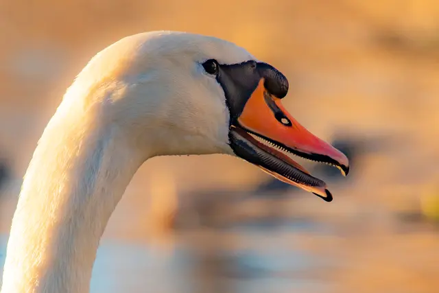 Schwan | Foto: H. Rosenberger