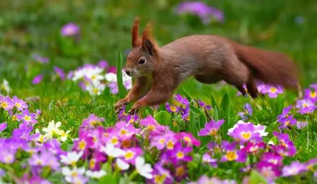 Glücksmoment - für Hörnchen und Fotografin:-) | Foto: Moni Bordt