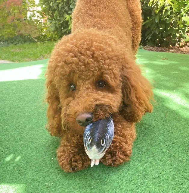 Unser Lausbub | Foto: Helmut Böllinger aus Bad Friedrichshall 