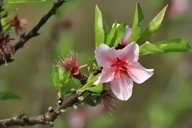 Die Mandelbaumblüte in Diefenbach ist für dieses Jahr vorbei. Geblieben ist nur ein kleiner Rest — still, unscheinbar und doch hartnäckig genug, um noch einmal fotografiert zu werden. | Foto: Frank-M. Zahn