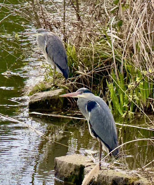 Graureiher im Trappensee | Foto: Helmut Böllinger 