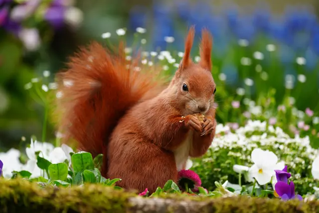 Blümchen auf dem Frühstückstisch - das mag auch das Hörnchen | Foto: Moni Bordt