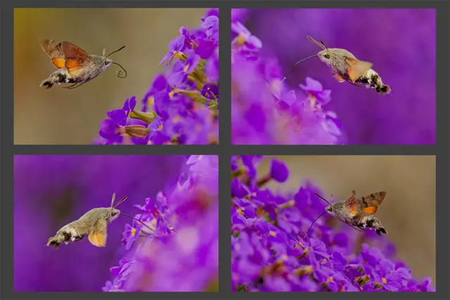 Dieses Bild hab ich als Serienbild bei einem Fotowettbeweb eingereicht, ich kann es bis zum 5. April noch verbessern, wenn Jemand noch etwas Verbesserungswürdiges einfällt, sehr gerne | Foto: Eigenes Bild TB