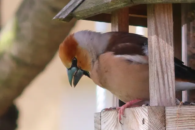 Kernbeißer am Vogelhaus | Foto: Aufnahme: Josef Weiß