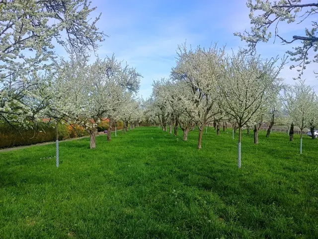 Mirabellenblüte Weinsberg | Foto: Michael Ruhland 