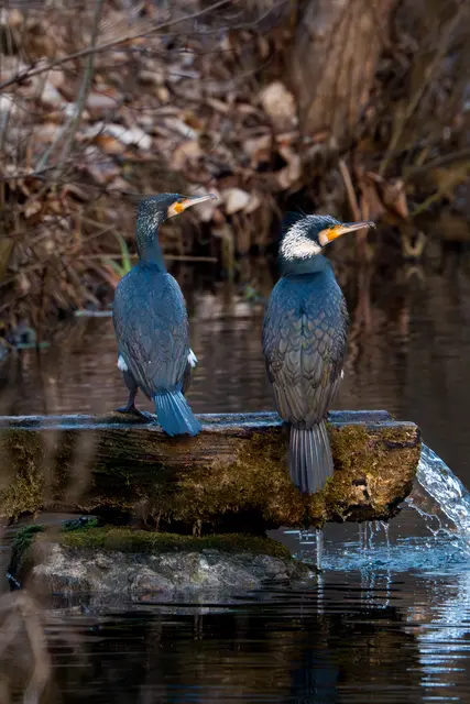 Kormoran | Foto: René Gummert