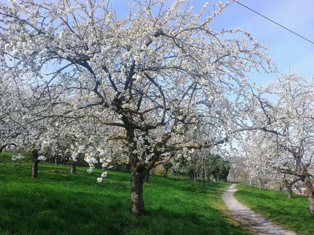 Kirschenblüte in Weinsberg | Foto: Michael Ruhland