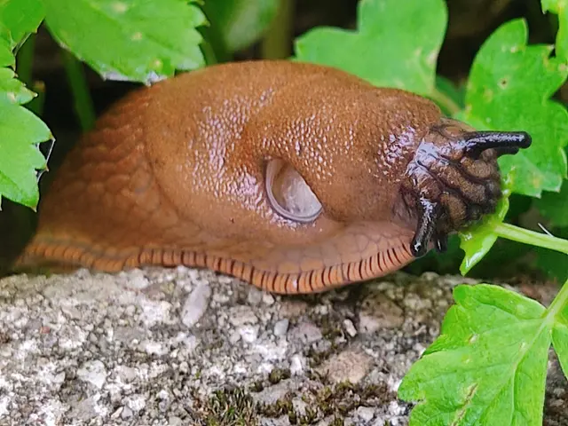 Ich fresse mich jetzt durch den Garten 😄 | Foto: Daniela Somers 