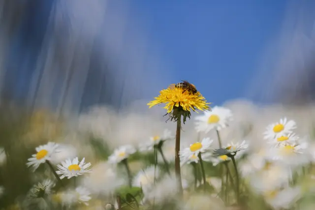Schnappschuss in den Weinbergen | Foto: Stephanie Rüdele 