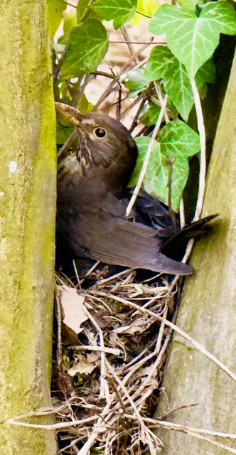 Die Amsel hat ihr Nest gebaut  | Foto: Heide Böllinger aus Bad Friedrichshall 