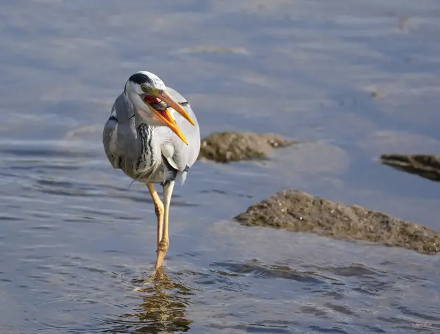 Glück für den Reiher - Pech für den Fisch | Foto: Moni Bordt