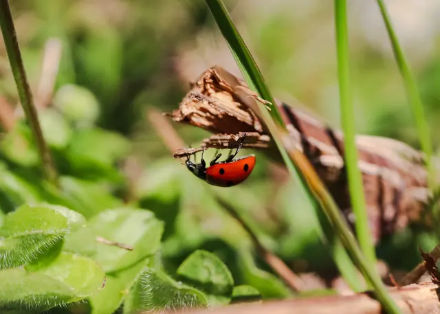Glückskäfer im Weinberg | Foto: Stephanie Rüdele 